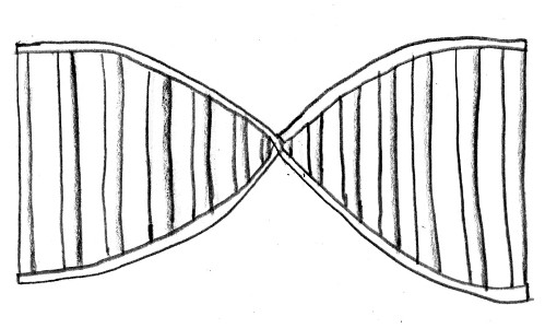 DNA bars