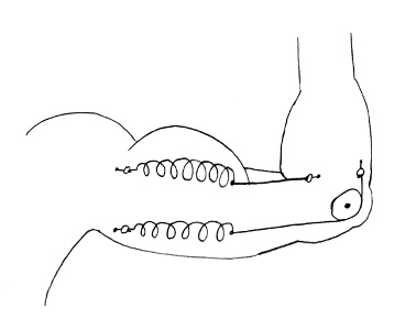 A flexed arm with springs and pulleys inside