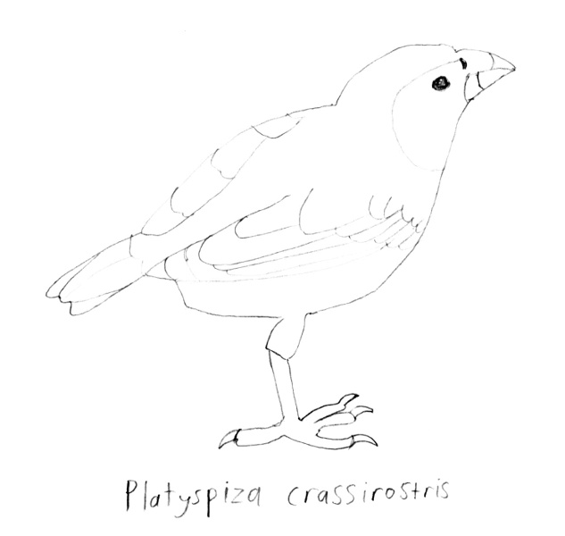 Platyspiza crassirostris