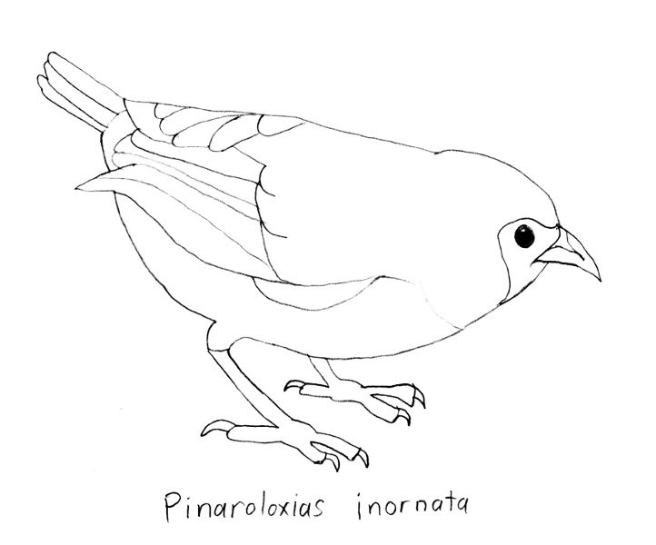 Pinaroloxias inornata