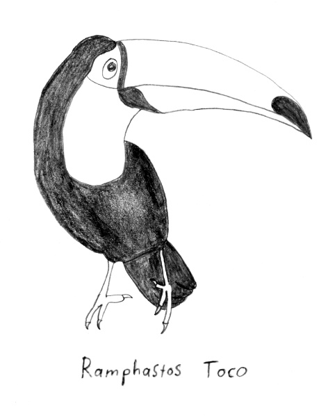 Ramphastos Toco
