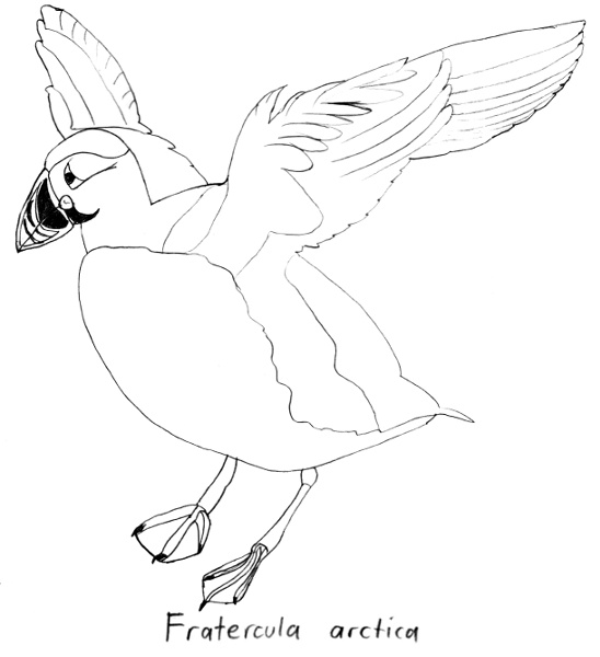 Fratercula arctica