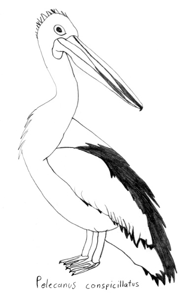 Pelecanus conspicillatus