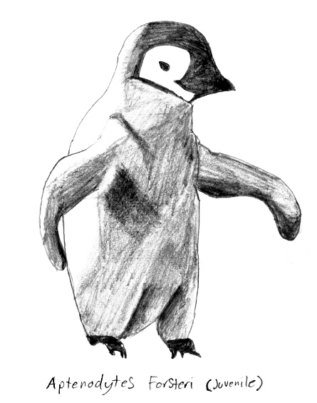 Aptenodytes forsteri (juvenile)