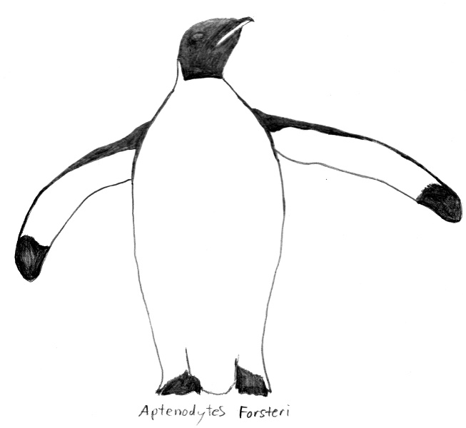 Aptenodytes forsteri