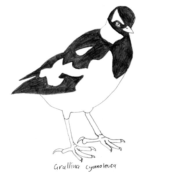 Grallina cyanoleuca