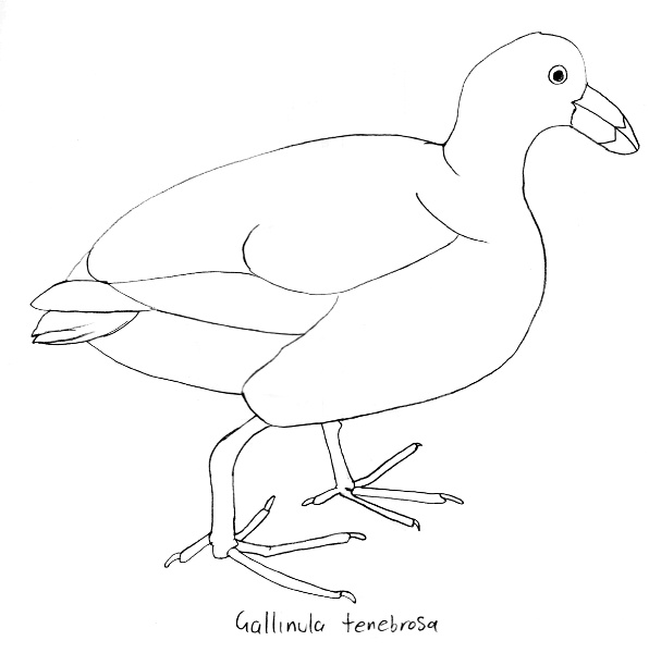 Gallinula tenebrosa