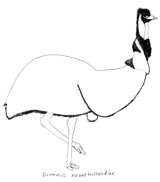 Dromaius novaehollandiae