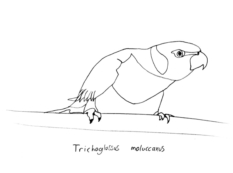 Trichoglossus moluccanus