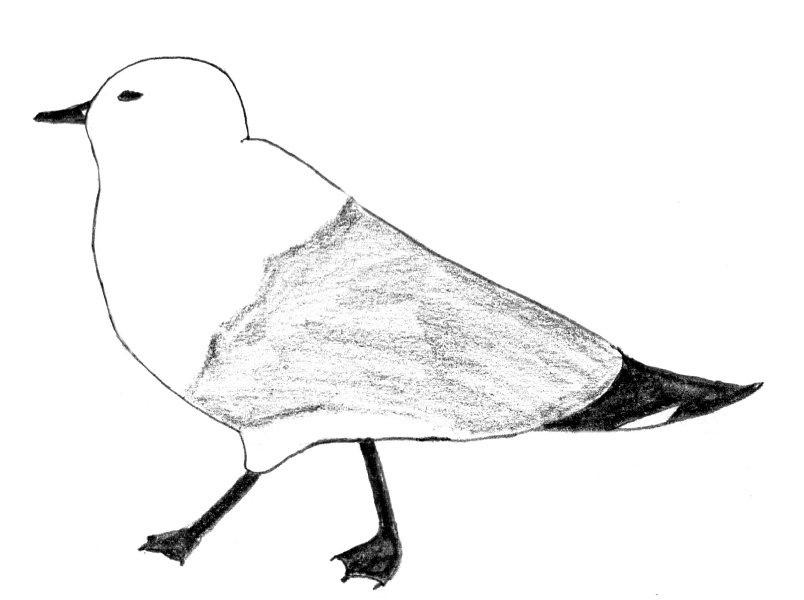 Chroicocephalus novaehollandiae