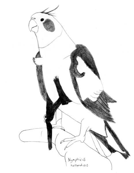 Nymphicus hollandicus