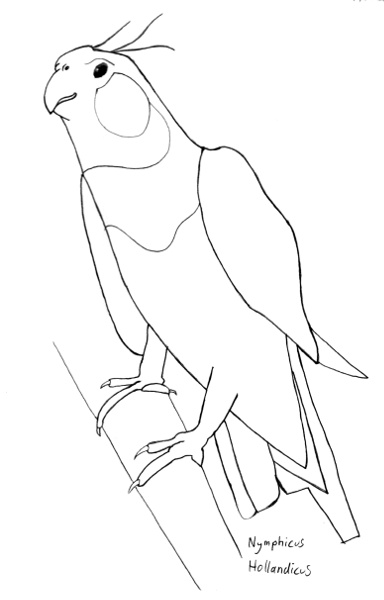 Nymphicus hollandicus #2