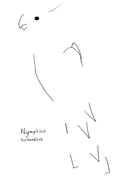 Nymphicus hollandicus #3
