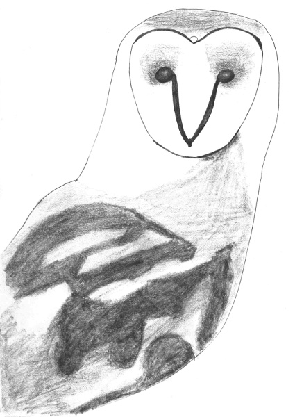 Tyto alba