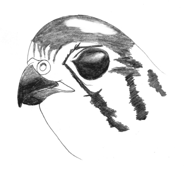 Falco sparverius