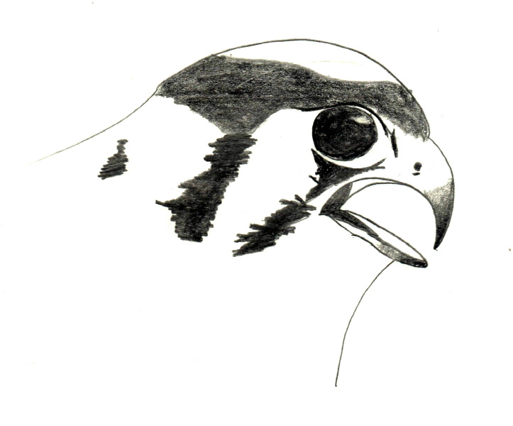 Falco sparverius