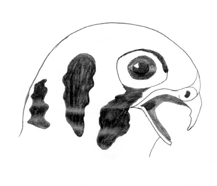 Falco sparverius