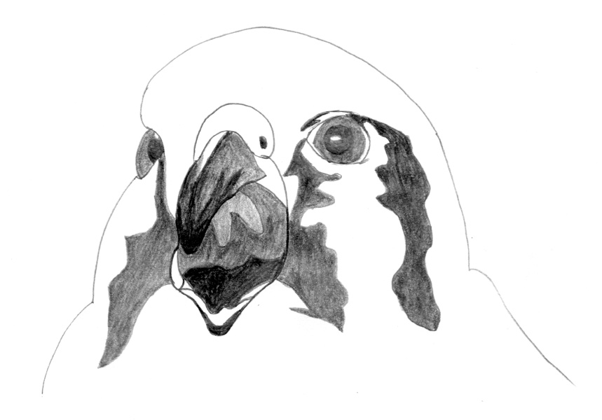 Falco sparverius