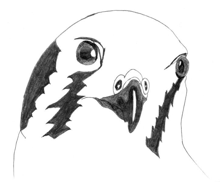 Falco sparverius