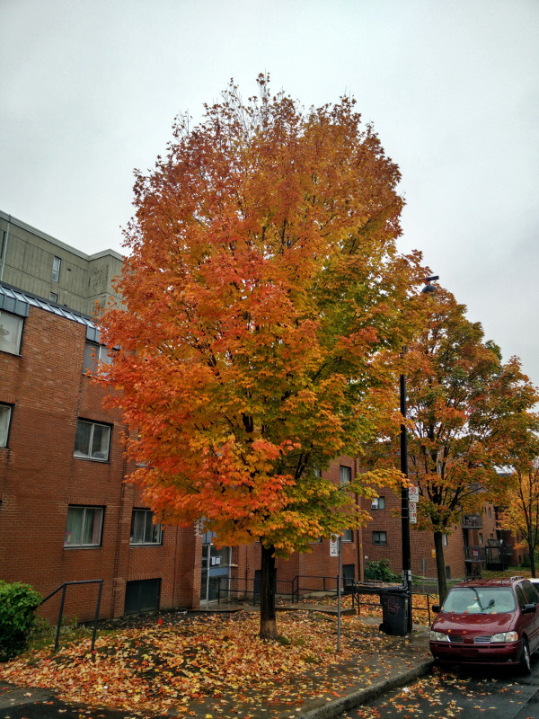 A tree in Montreal